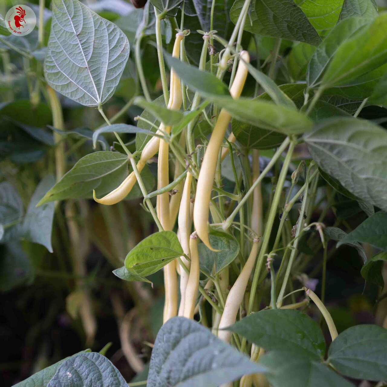 Heirloom Beurre de Rocquencourt Common beans Organic Seeds