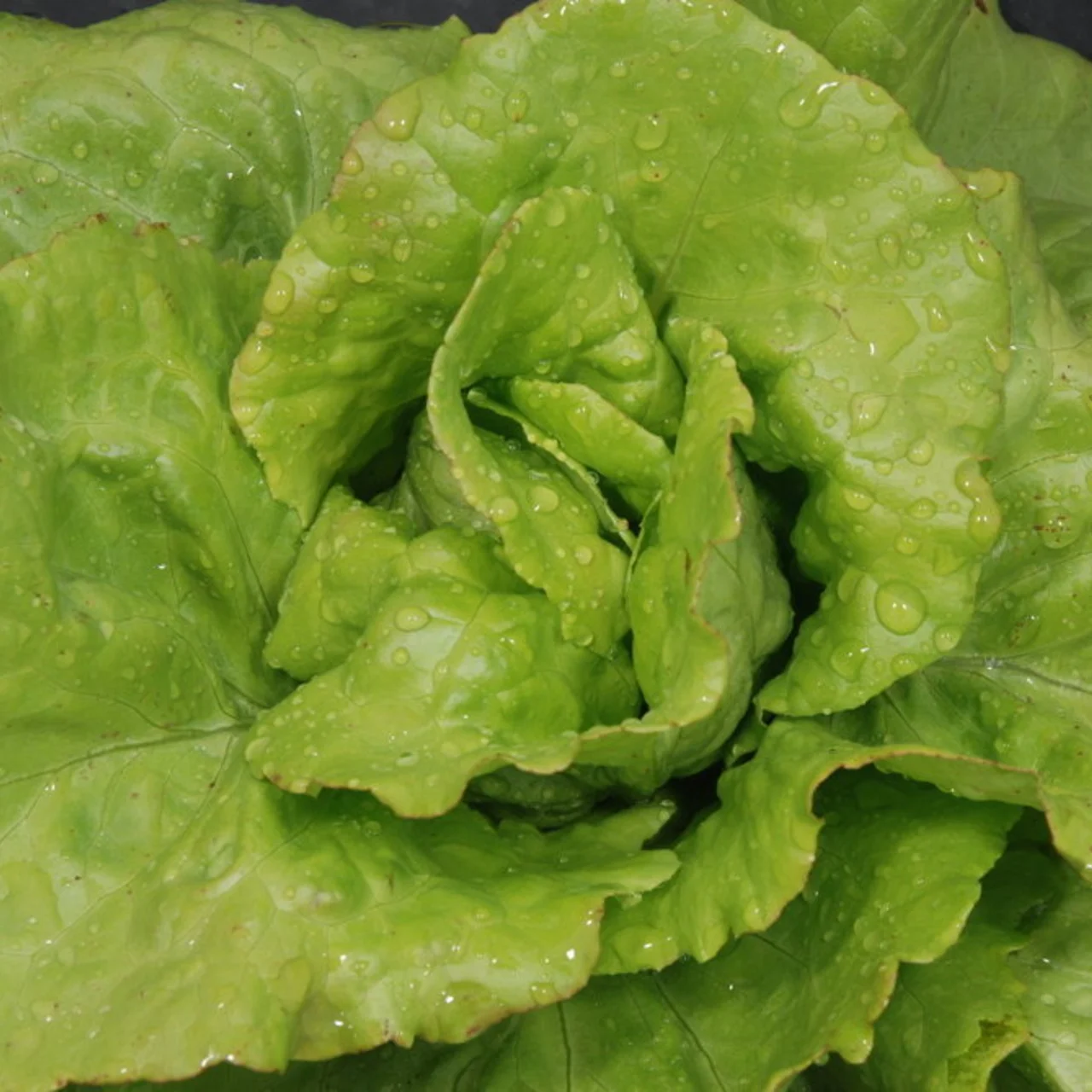 Heirloom Bon Jardinier Lettuces Organic Seeds