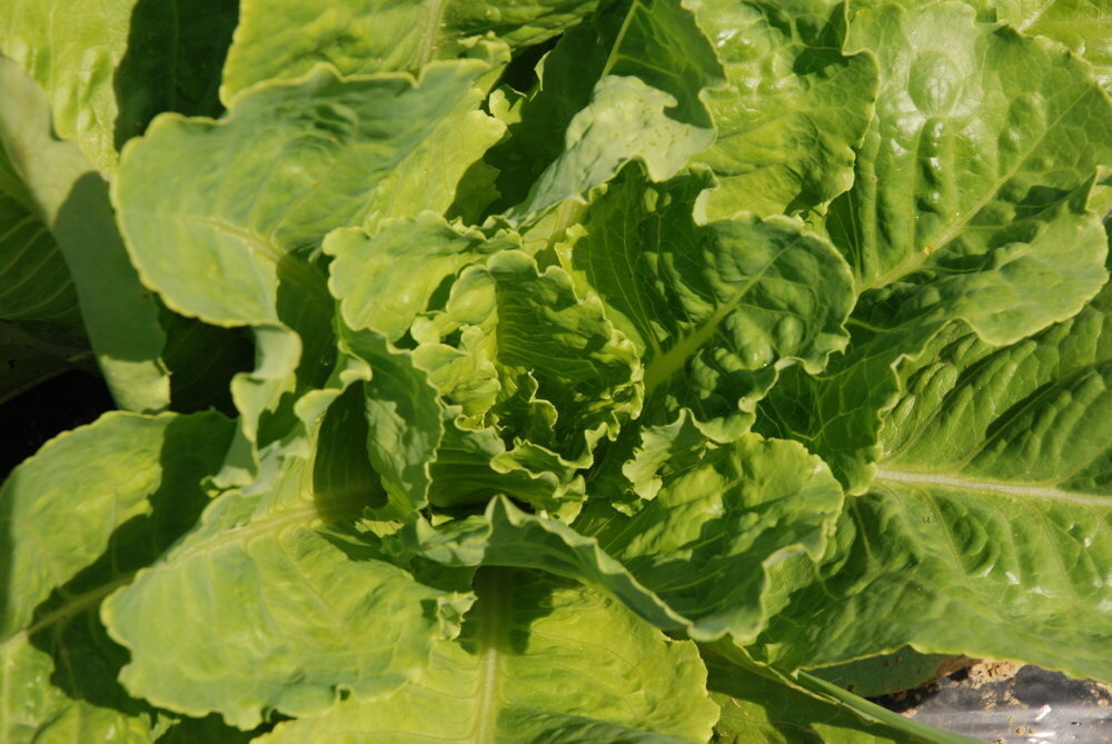 Heirloom Jericho Lettuces Organic Seeds