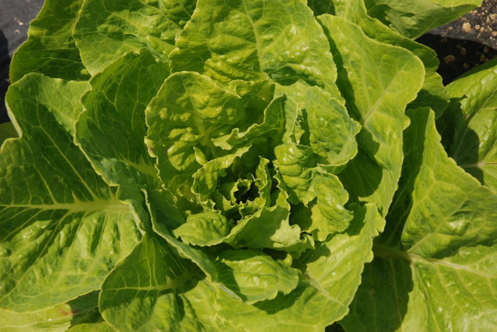 Heirloom Jericho Lettuces Organic Seeds