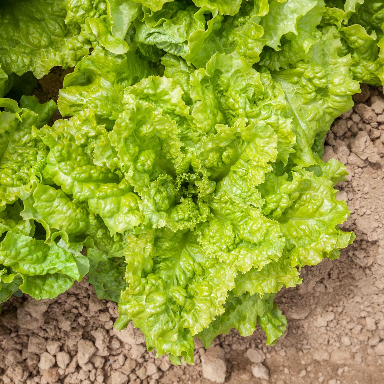 Heirloom Australian yellow Lettuces Organic Seeds