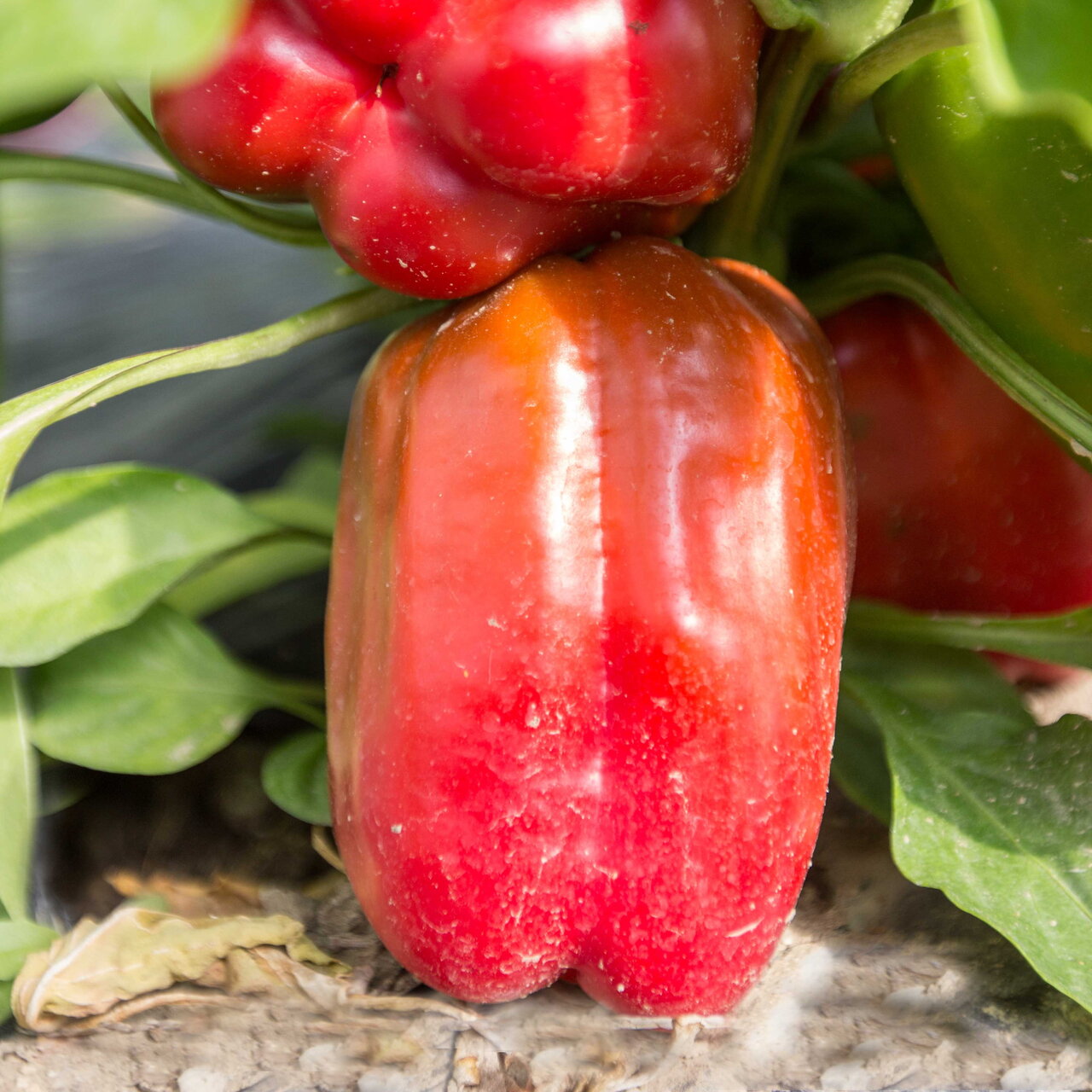 Heirloom Jupiter Peppers Organic Seeds