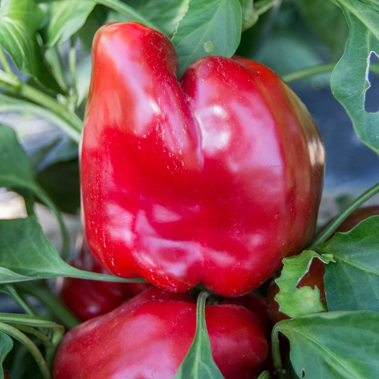 Heirloom Jupiter Peppers Organic Seeds