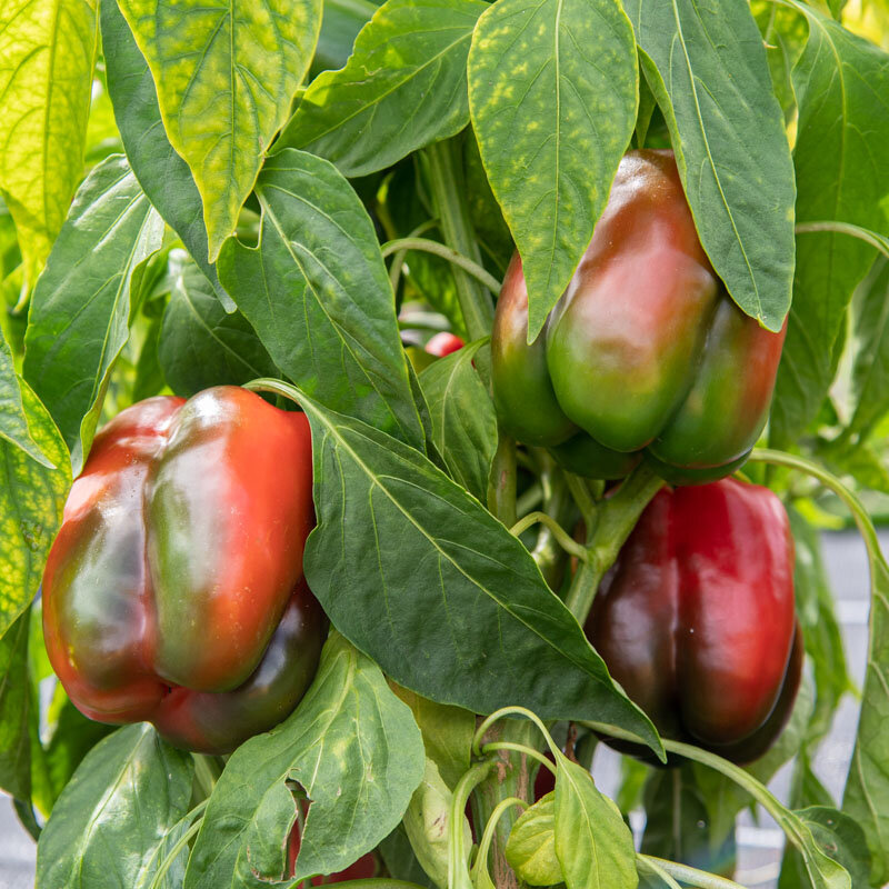 Heirloom Quadrato d'Asti Rosso Peppers Organic Seeds