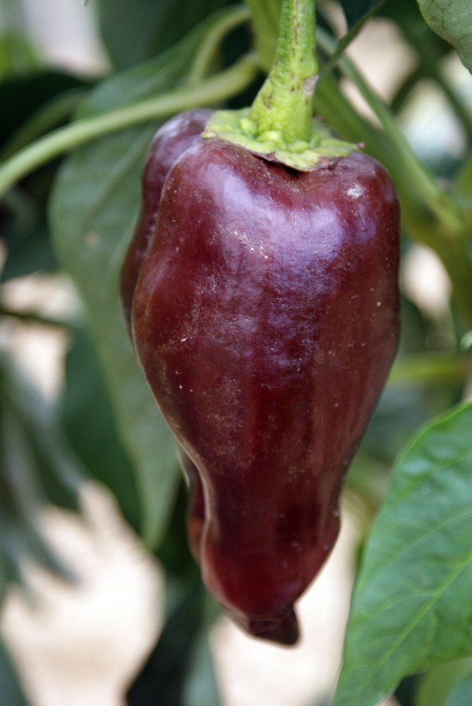 Heirloom Mulato Isleno Peppers Organic Seeds