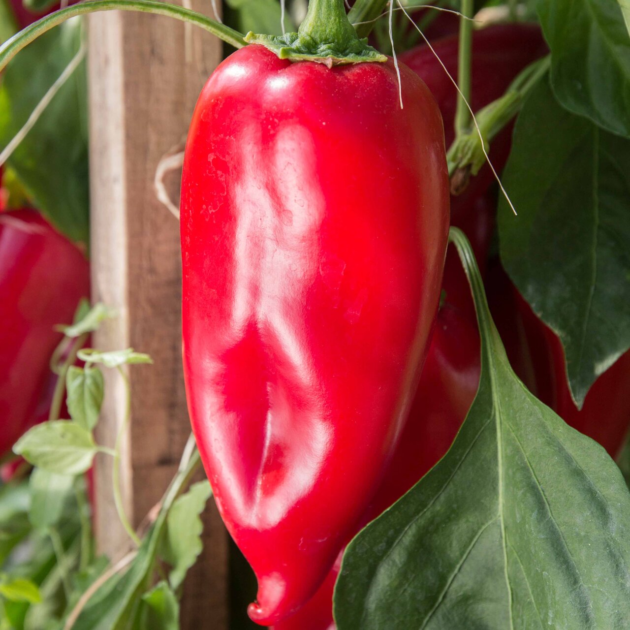 Heirloom NewMexico Joe Parker Peppers Organic Seeds