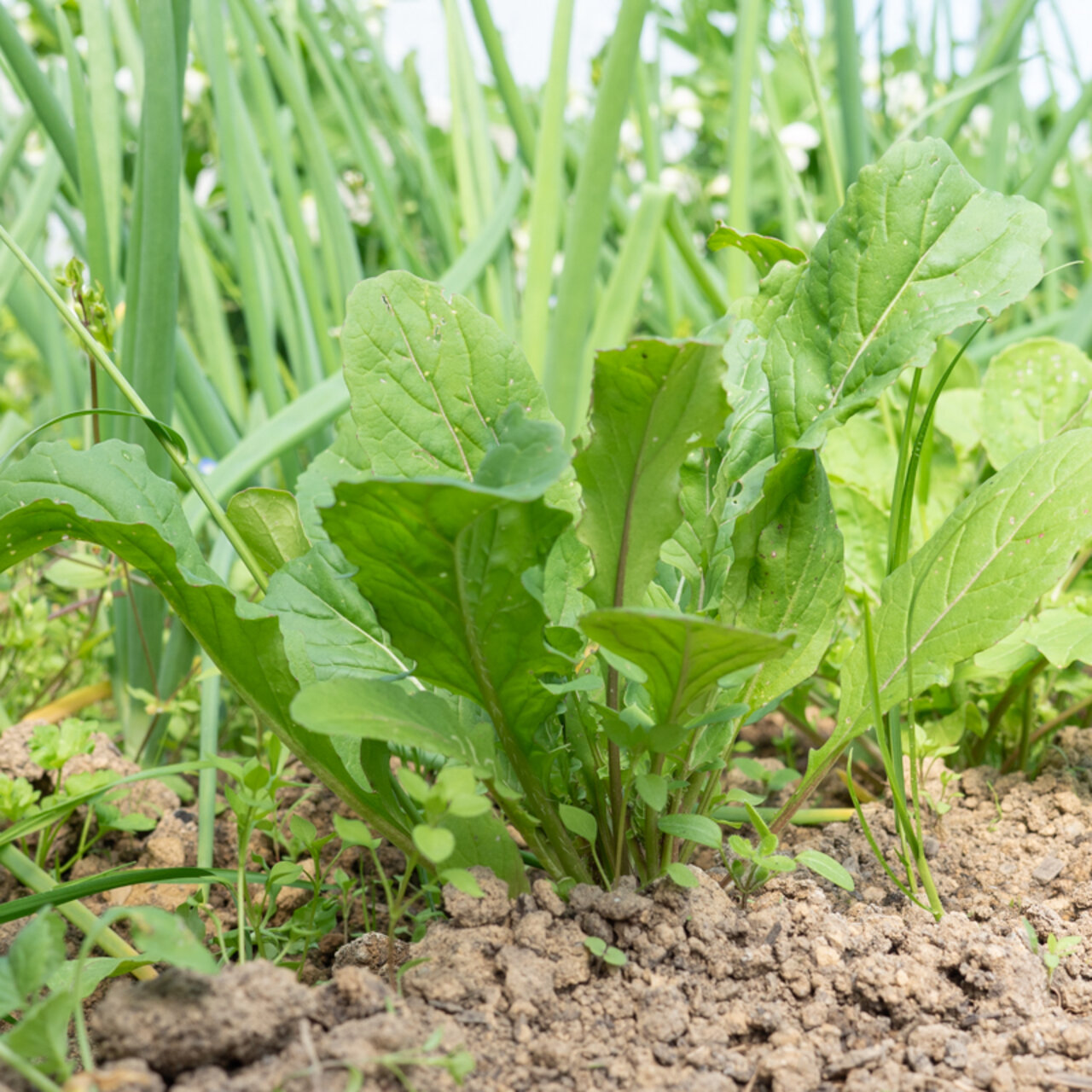Heirloom Arugula Arugula Organic Seeds