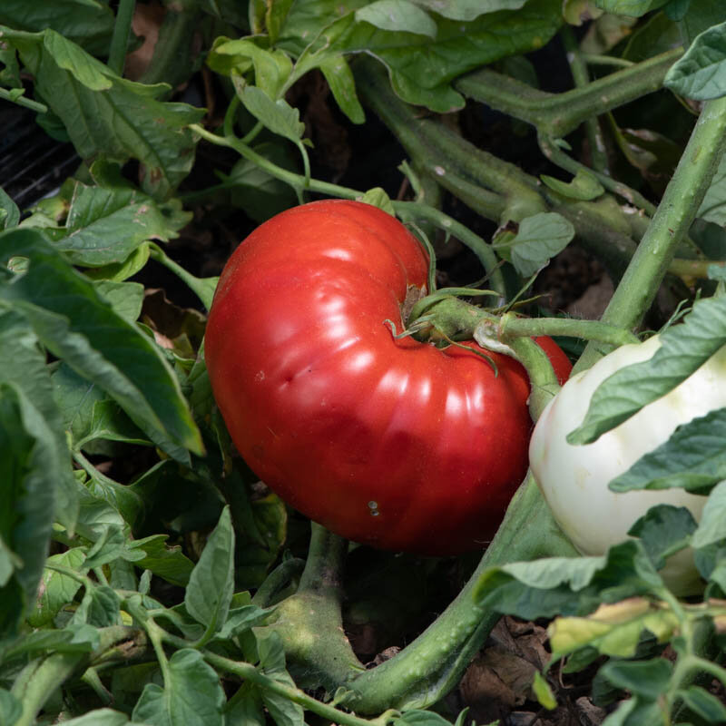Heirloom Sainte Lucie Tomatoes Organic Seeds