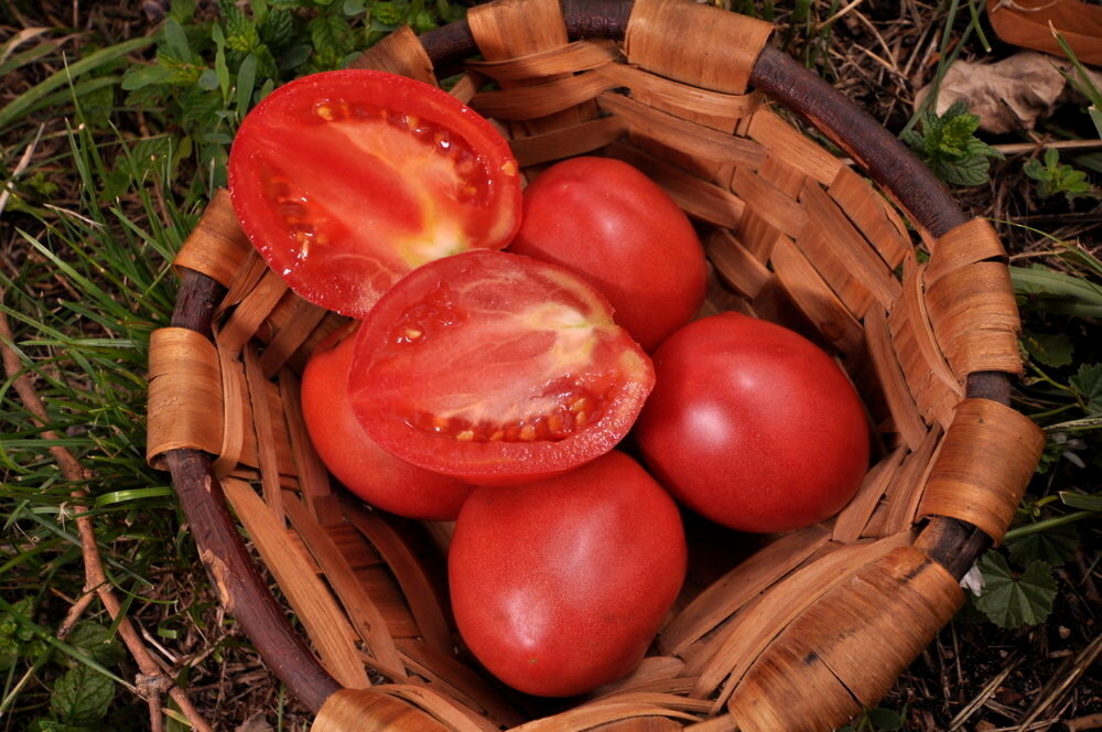 graines Early Siberian (tomate coeur de boeuf précoce)