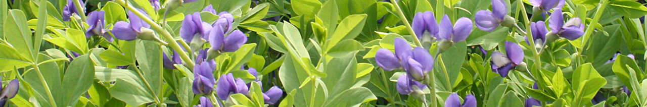 Baptisia