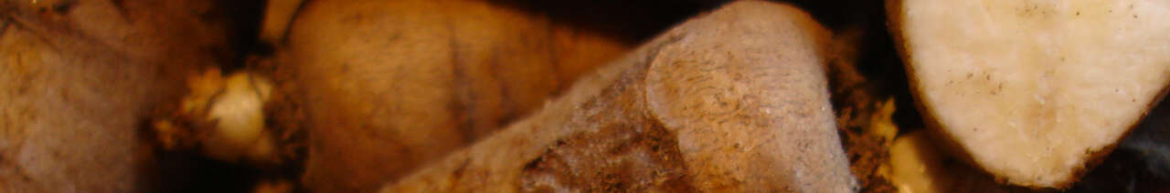 Tuberous chervil