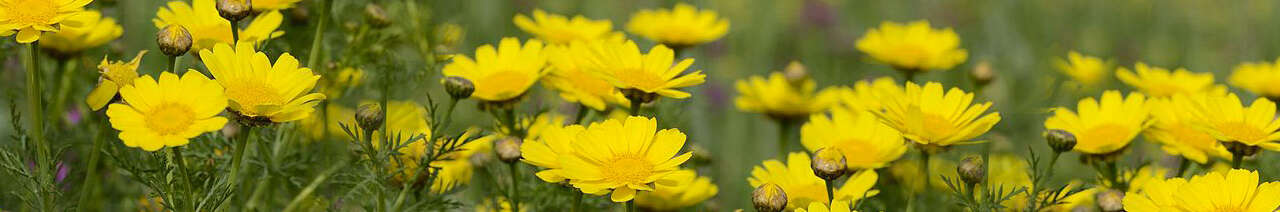 Chrysanthemum