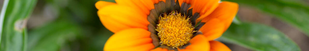 Gazania