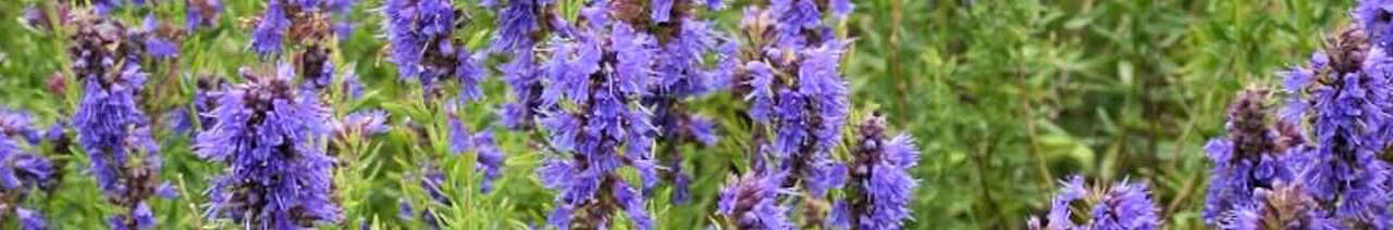 Hyssop