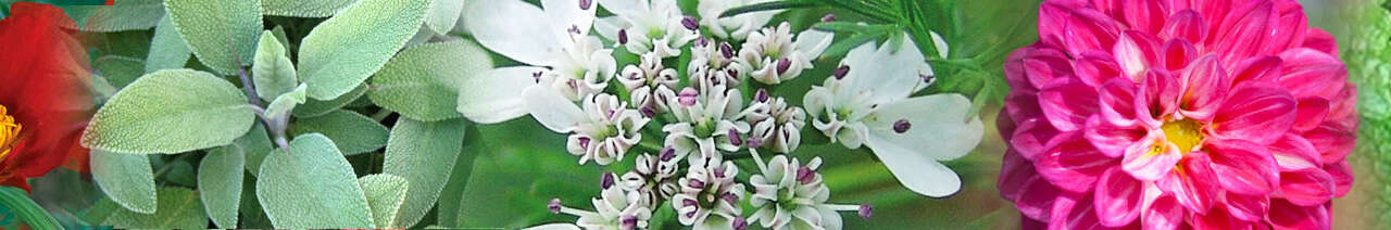 Aromatic, Medicinal & Floral Seeds