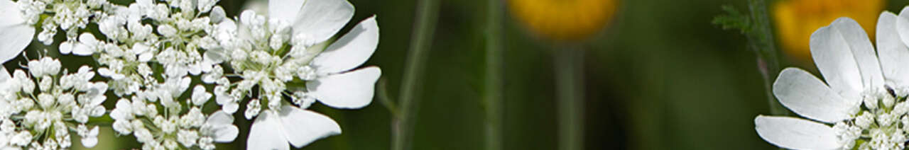 White laceflower