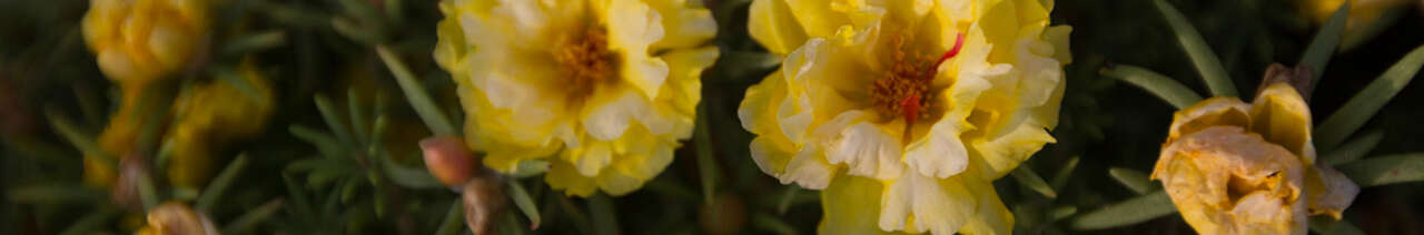 Large-flowered purslane