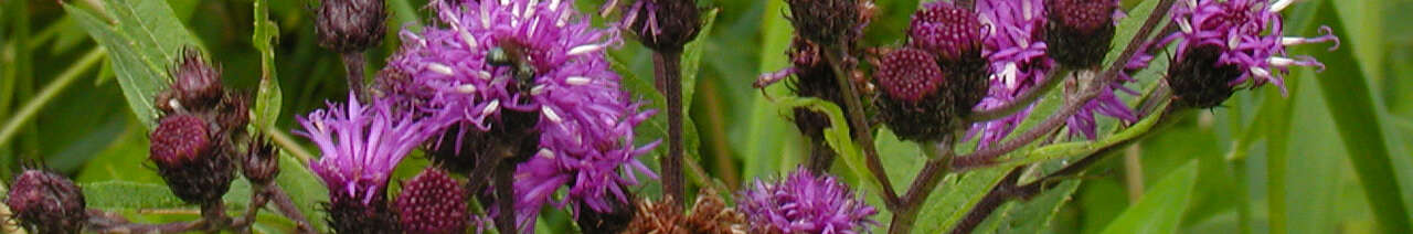 Vernonia