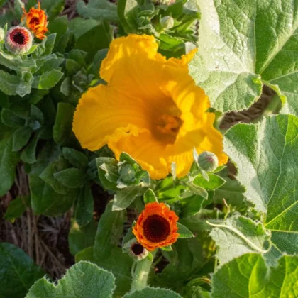 Courgettes : les bonnes et mauvaises associations au potager
