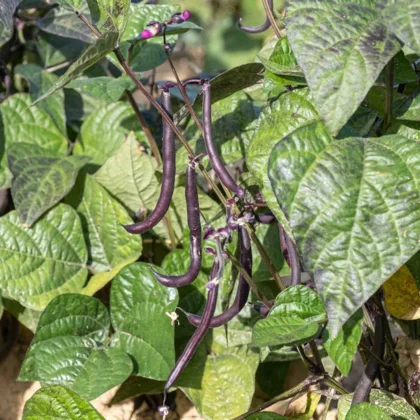 Les haricots : bien plus que de simples légumes !