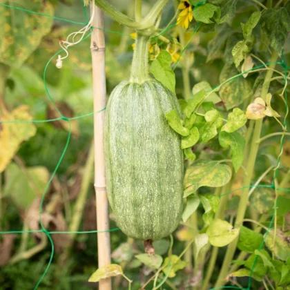 Réussir la culture des courgettes coureuses et non-coureuses