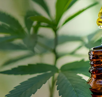 Huile CBD : posologies, effets immédiats et conseils d’utilisation
