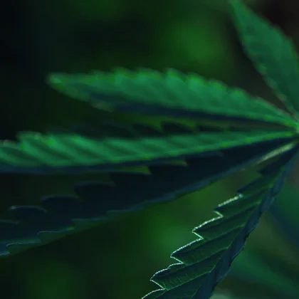 CBG et CBD : quelles différences et quels effets de ces cannabinoïdes ?