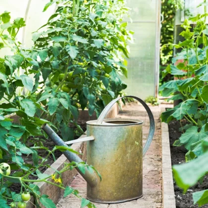 Bien arroser ses tomates