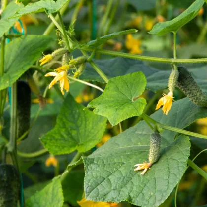 Réussir la culture du Cornichon