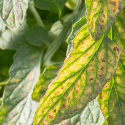 Jaunissement des feuilles de tomates : causes et solutions