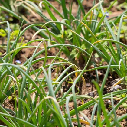 Cultiver l’oignon patate : un délicieux légume ancien