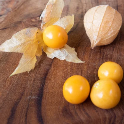 Réussir la culture des Physalis