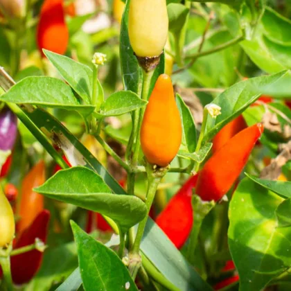 Réussir la culture du Poivron et du Piment