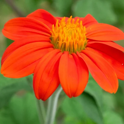 Réussir la culture du Tithonia