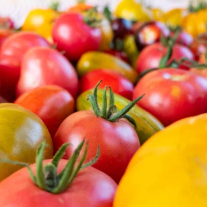 Réussir la culture de la Tomate