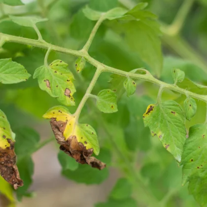 Les maladies de la tomate : symptômes et traitements