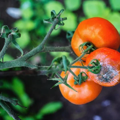Botrytis de la tomate
