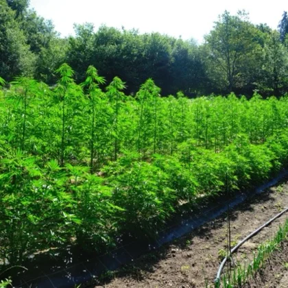 Fleurs de CBD : culture, récolte et conservation du chanvre