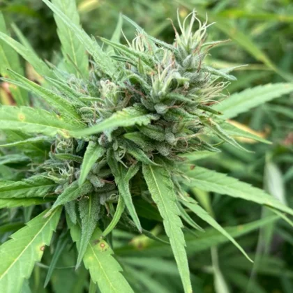 Comment reconnaître les plants mâles et femelles de chanvre ?