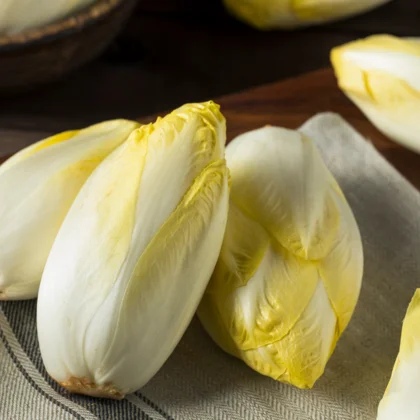 Forçage des endives : de la racine au chicon