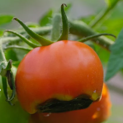 Nécrose apicale de la Tomate (ou "cul noir") : causes et techniques de prévention