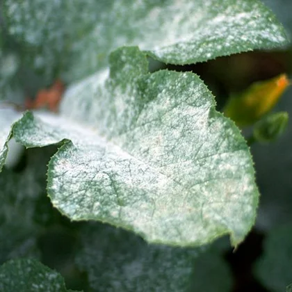 Les maladies de la courgette : symptômes et traitements