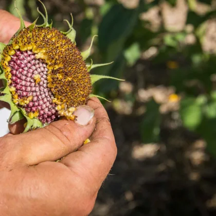 Réussir la culture du Tournesol