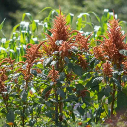 Août au potager