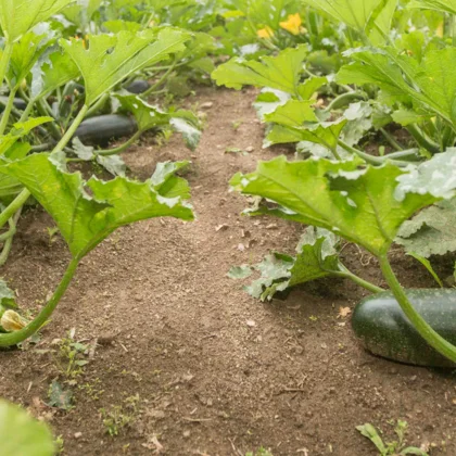 Bien arroser ses courgettes