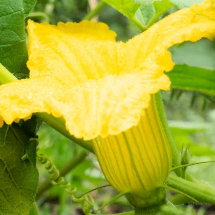 Comment distinguer les fleurs mâles et femelles des courgettes ?