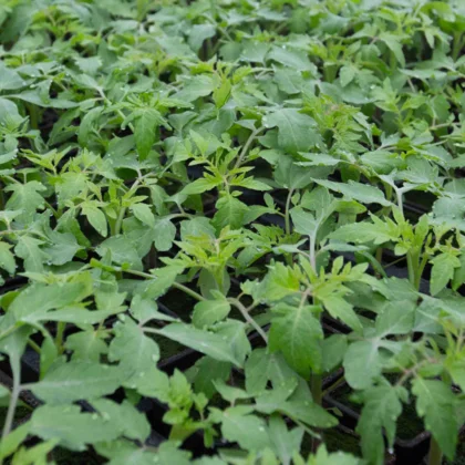 Guide complet pour faire des semis de légumes, fleurs et herbes