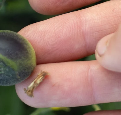 Juin au potager