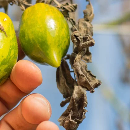 Les variétés de tomates résistantes au mildiou