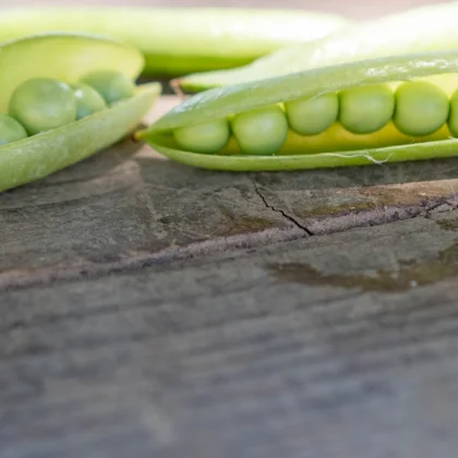 Réussir la culture du Pois